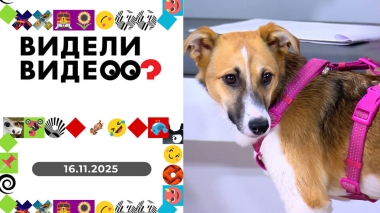 Видели видео? Выпуск от 16.11.2025