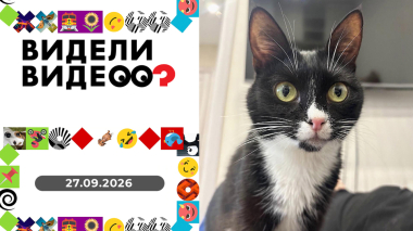 Видели видео? Выпуск от 27.09.2026